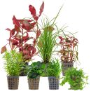 Aquarienpflanzen Set - 120 Liter - Farbig - mittel - Nr....
