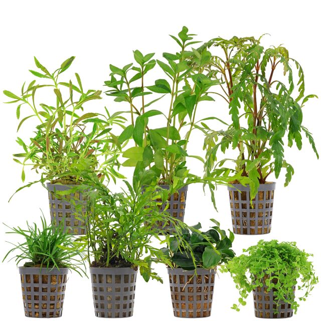 Aquarium Plant Set - 120 Liters - Colorful - Medium - No. 09