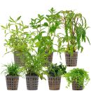 Aquarienpflanzen Set - 120 Liter - Farbig - mittel - Nr....