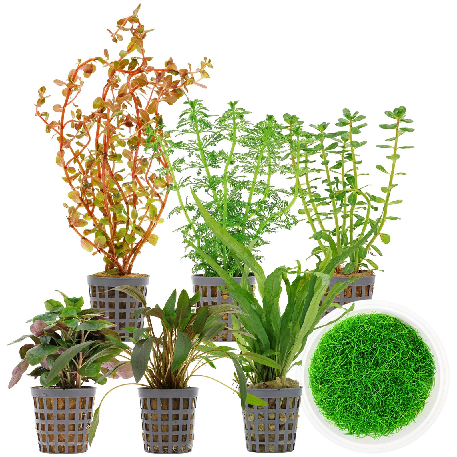 Aquarium Plant Set - 120 Liters - Colorful - Medium - No. 10