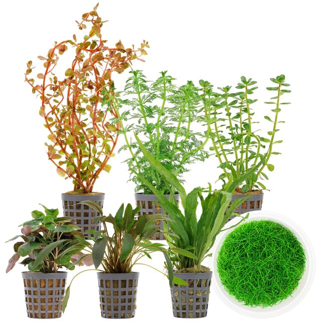 Aquarium Plant Set - 120 Liters - Colorful - Medium - No. 10