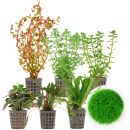Aquarienpflanzen Set - 120 Liter - Farbig - mittel - Nr....