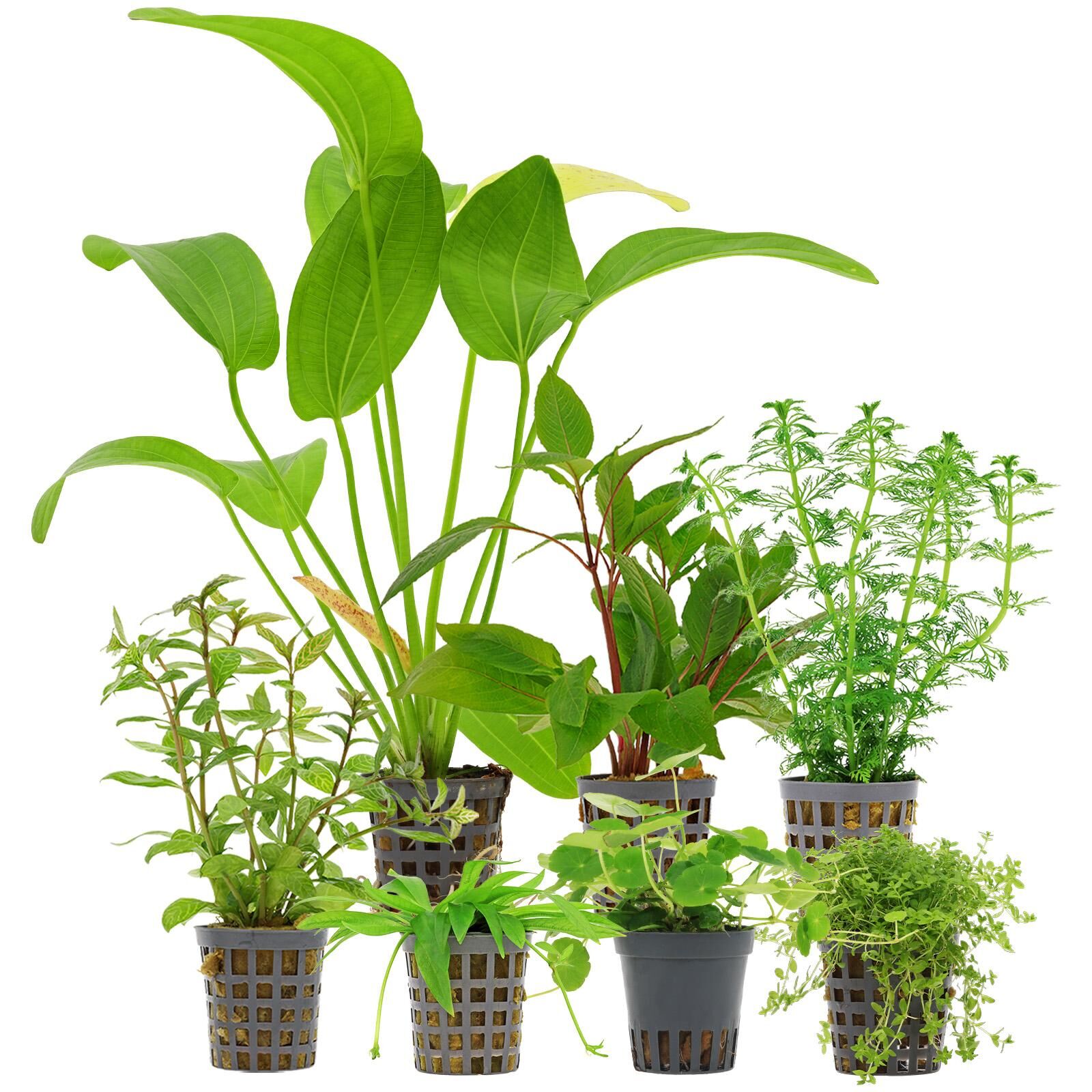Aquarium Plant Set - 120 Liters - Algae Control - Green - No. 03