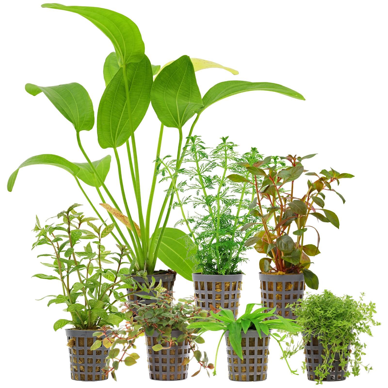 Aquarium Plant Set - 120 Liters - Algae Control - Colorful - No. 03