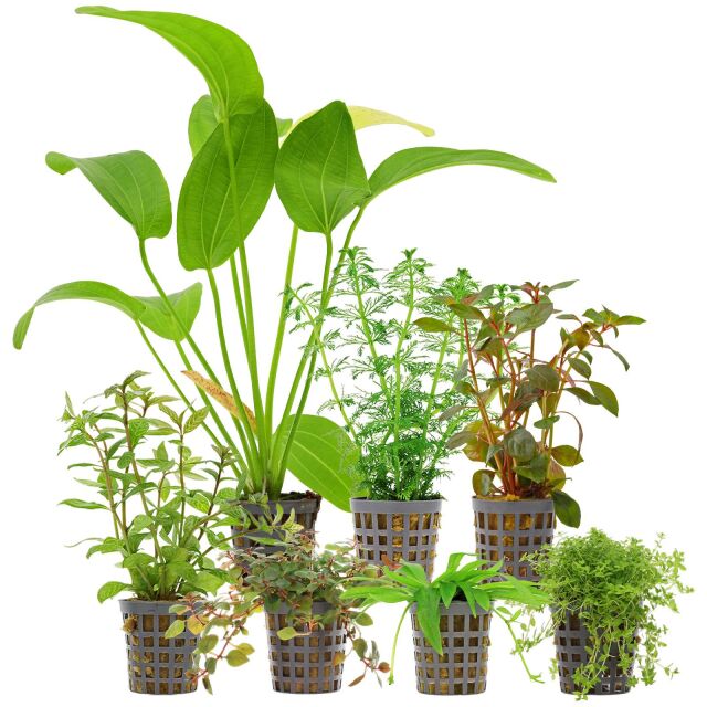 Aquarium Plant Set - 120 Liters - Algae Control - Colorful - No. 03