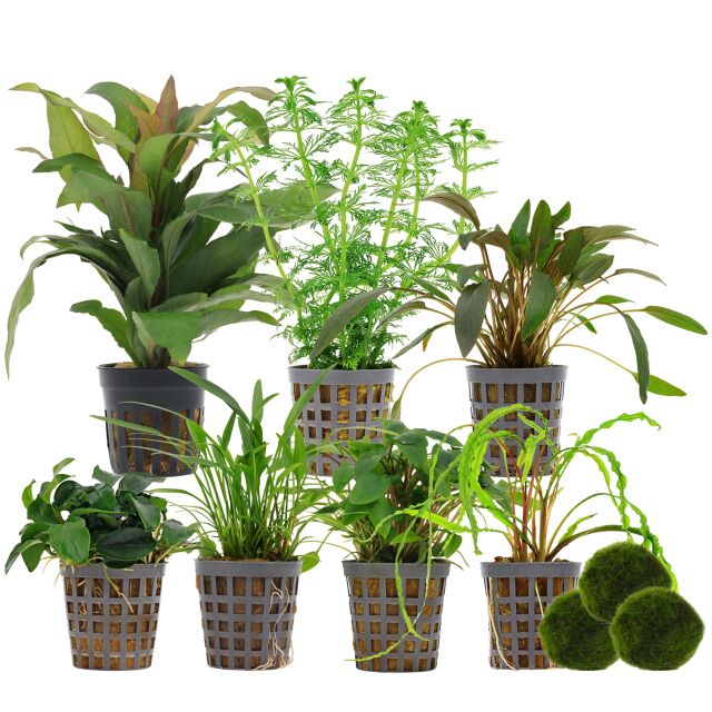 Aquarium Plant Set - 250 Liters - Green - Easy - No. 03