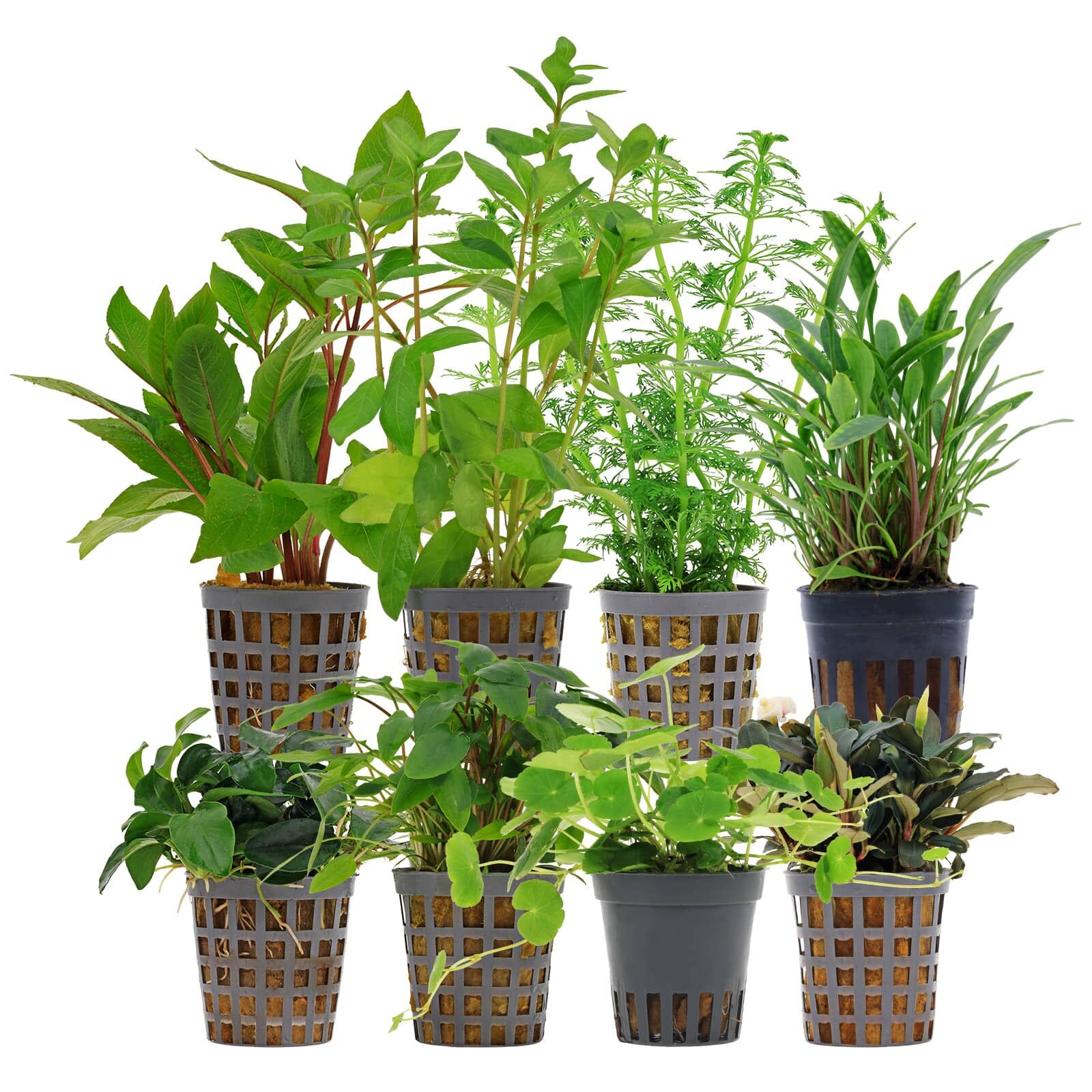 Aquarium Plant Set - 250 Liters - Green - Easy - No. 06