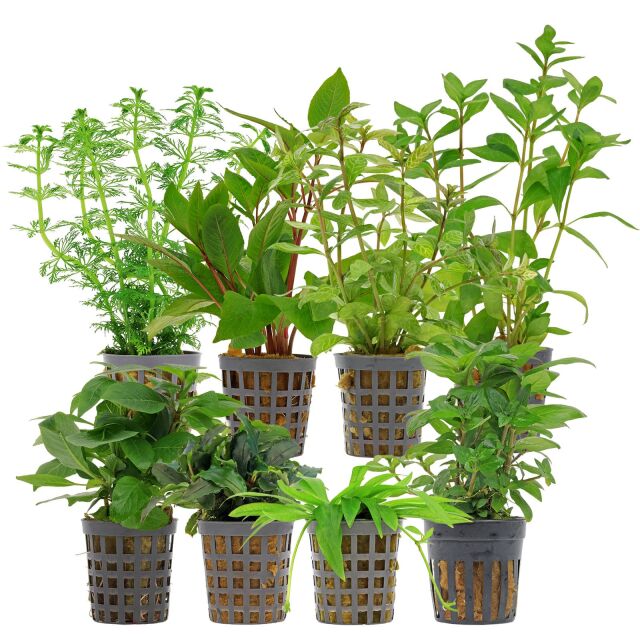 Aquarium Plant Set - 250 Liters - Green - Easy - No. 07