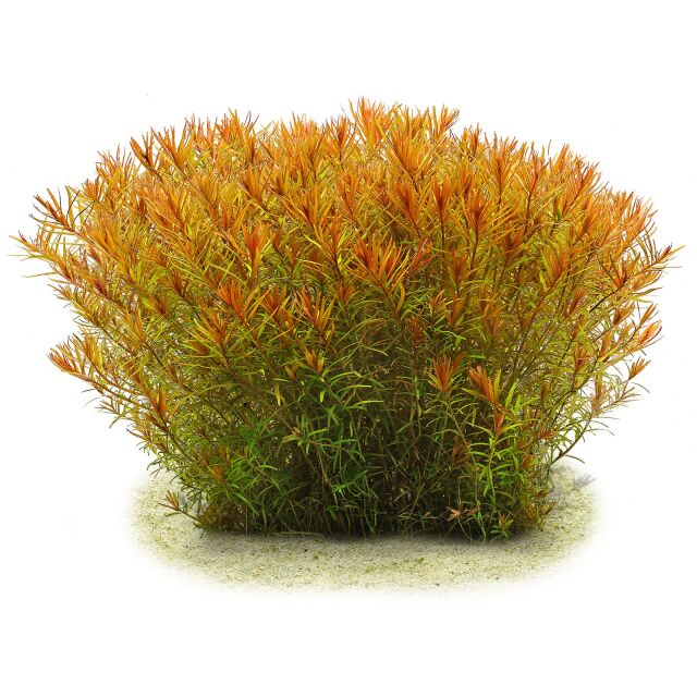 Rotala rotundifolia H'Ra