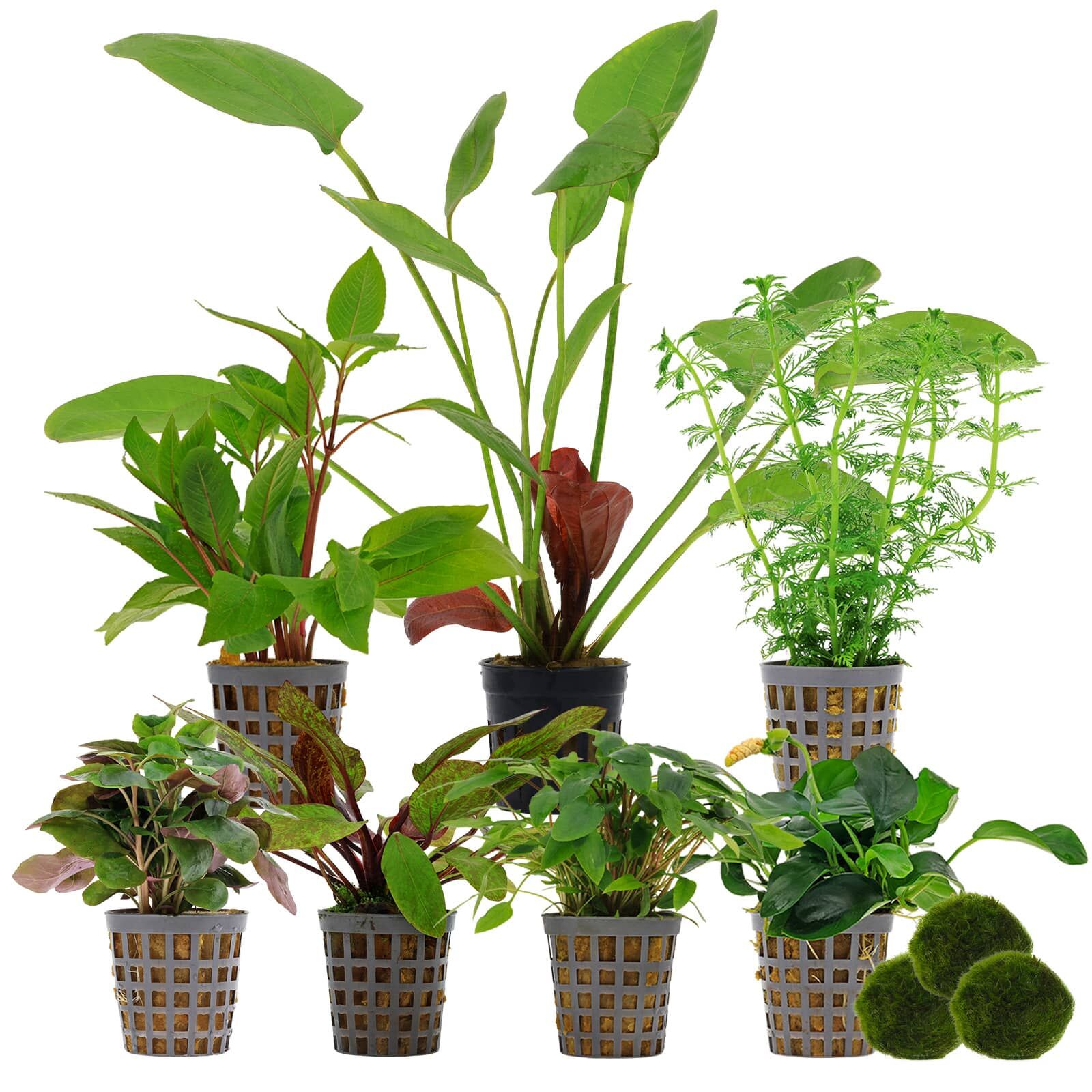 Aquarium Plant Set - 250 Liters - Colorful - Easy - No. 04