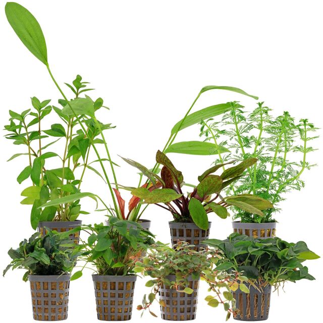Aquarium Plant Set - 250 Liters - Colorful - Easy - No. 08
