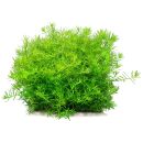 Rotala rotundifolia "Green"