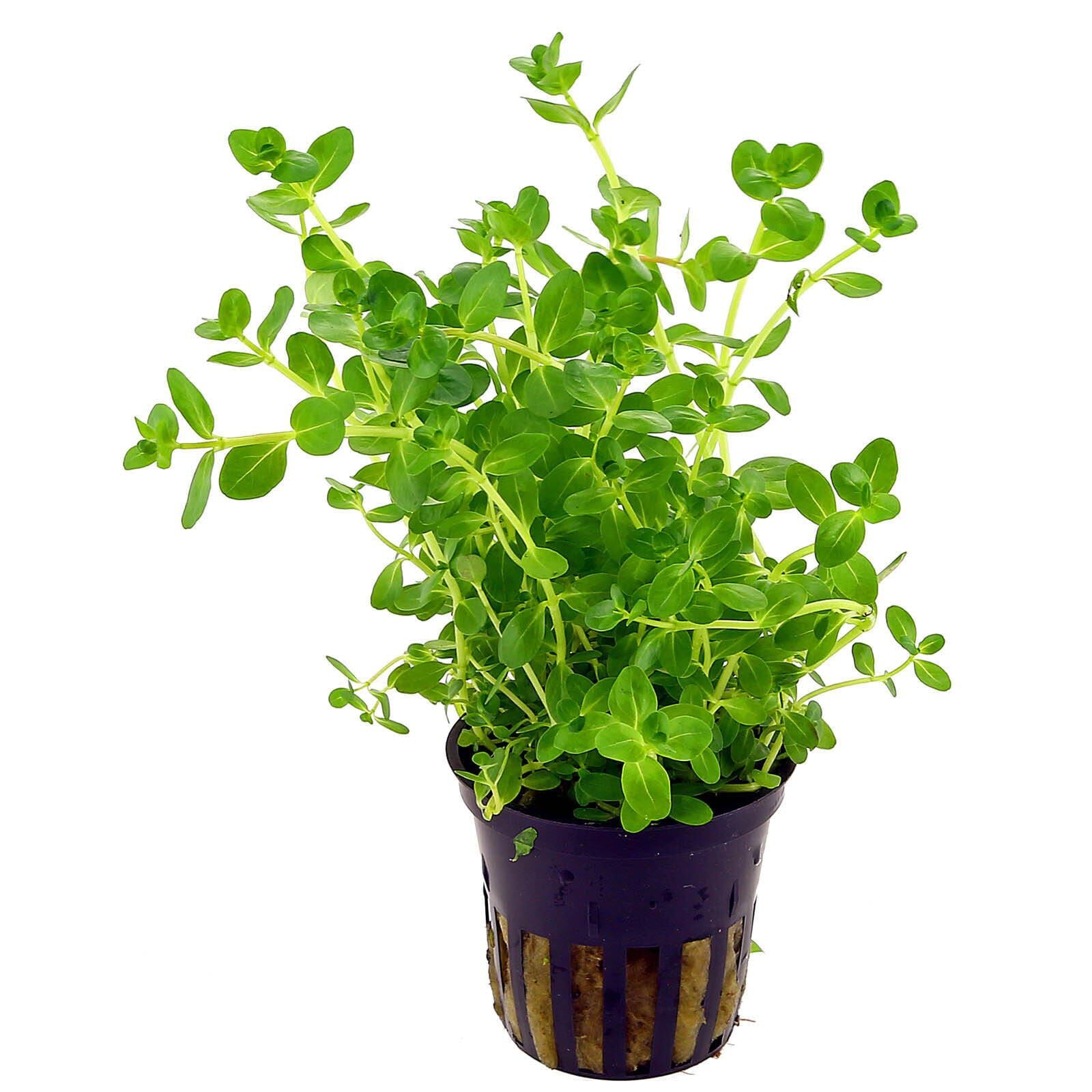 Rotala rotundifolia "Green"