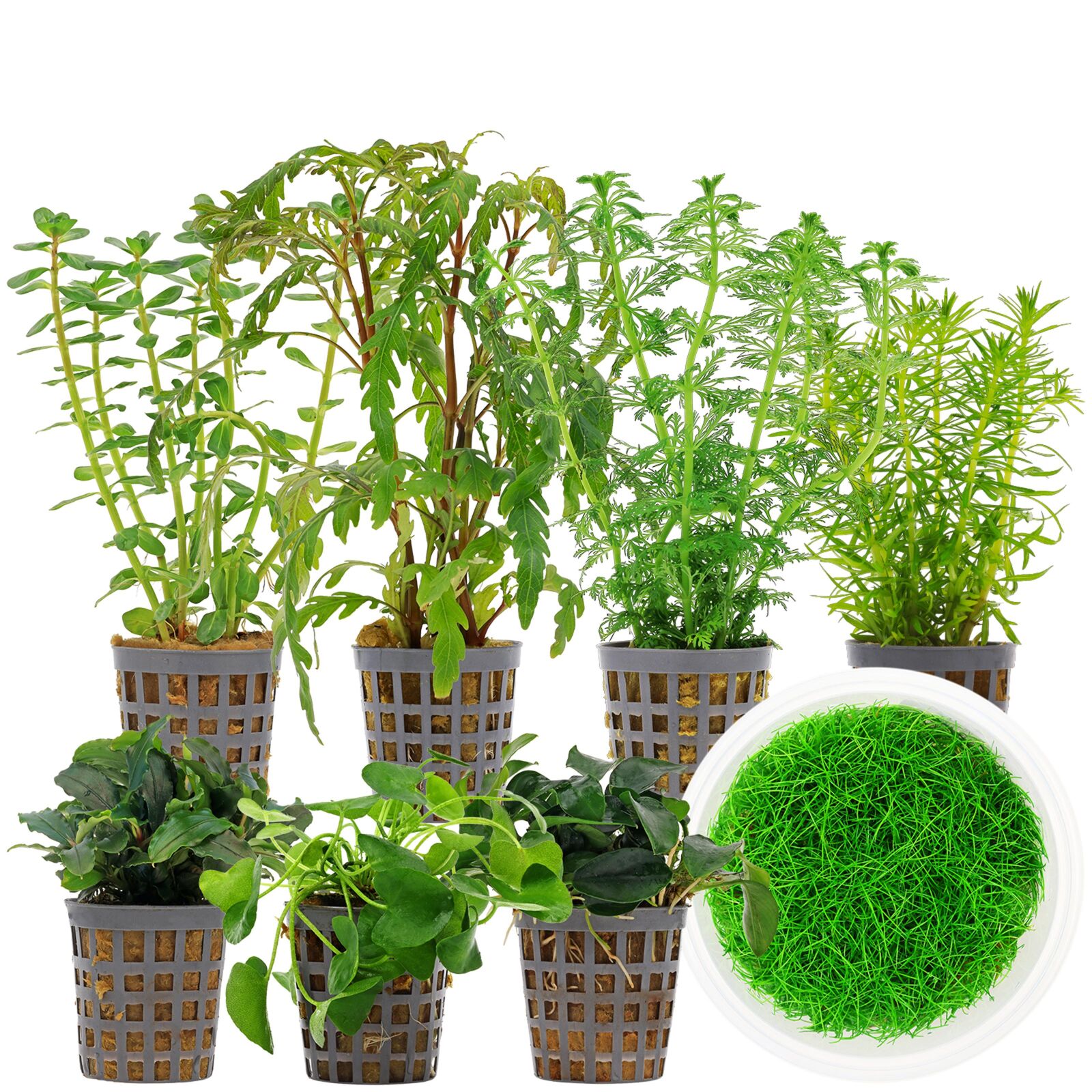 Aquarium Plant Set - 250 Liters - Green - Medium - No. 04