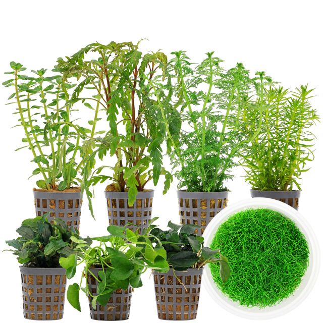 Aquarium Plant Set - 250 Liters - Green - Medium - No. 04