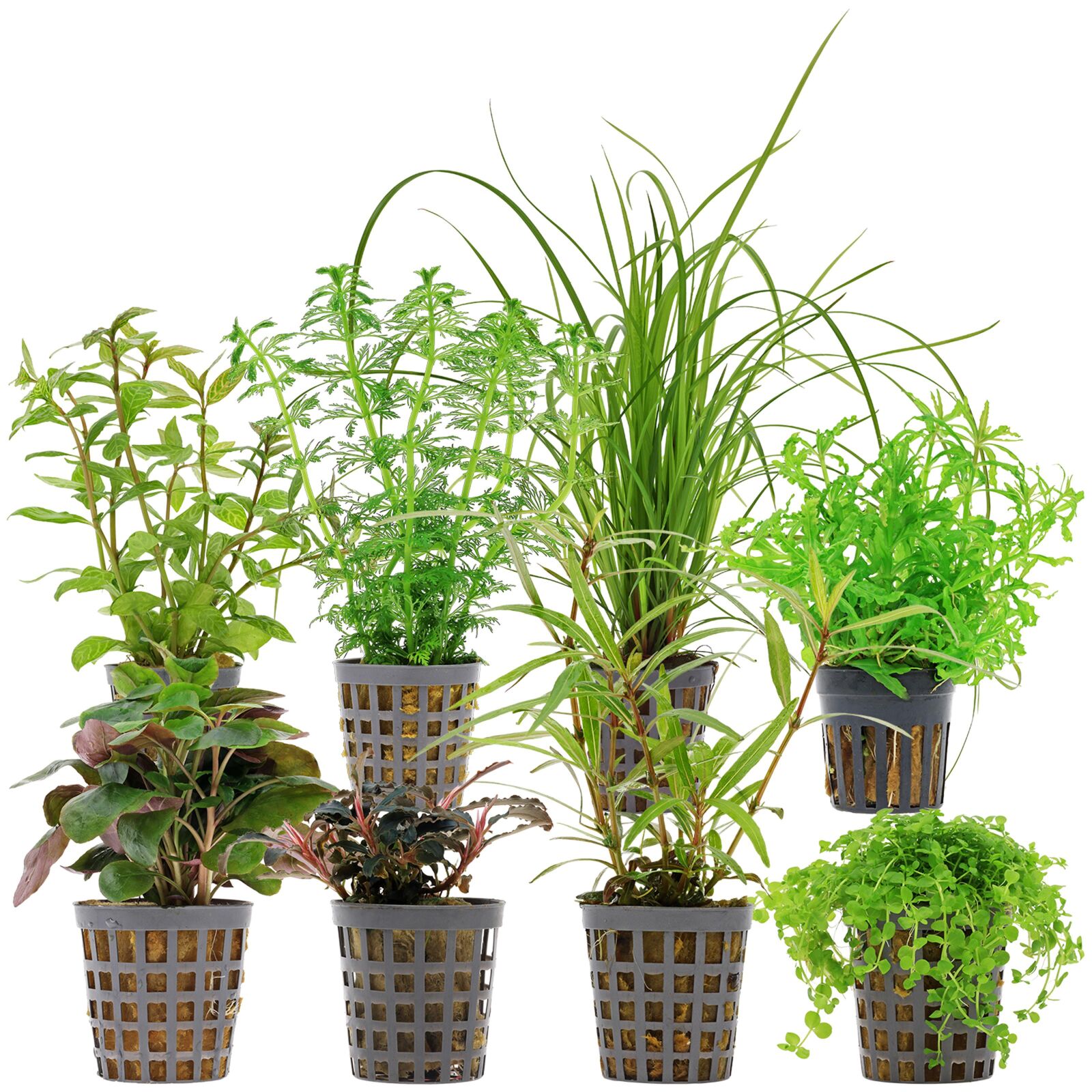 Aquarium Plant Set - 250 Liters - Green - Medium - No. 05