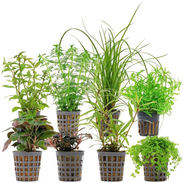 Aquarium Plant Set - 250 Liters - Green - Medium - No. 05