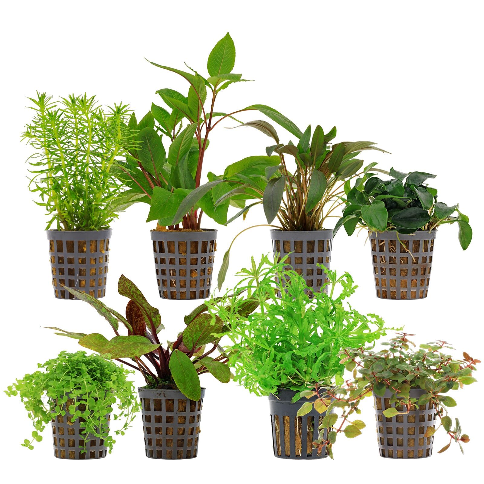 Aquarium Plant Set - 250 Liters - Colorful - Medium - No. 02