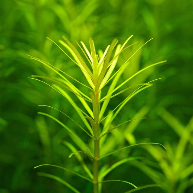 Rotala sp. "Nanjenshan"