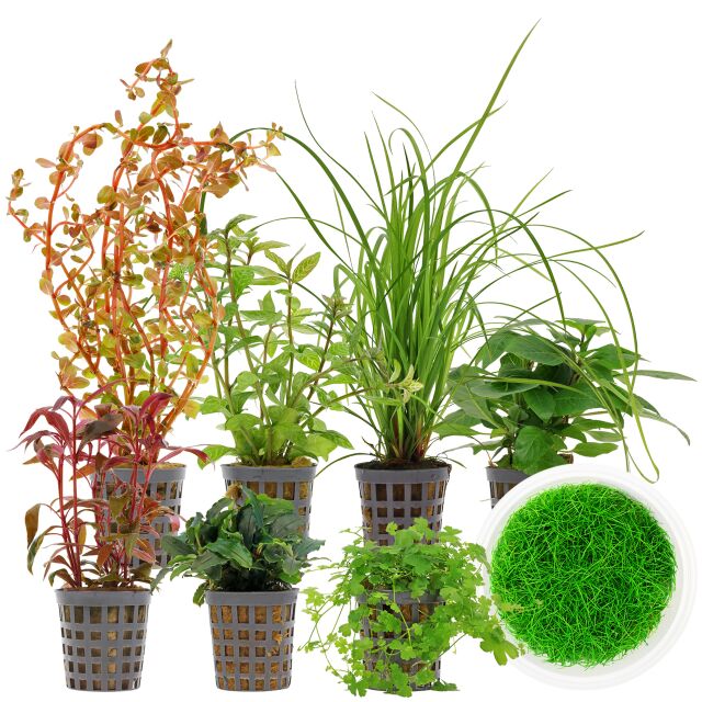 Aquarium Plant Set - 250 Liters - Colorful - Medium - No. 03