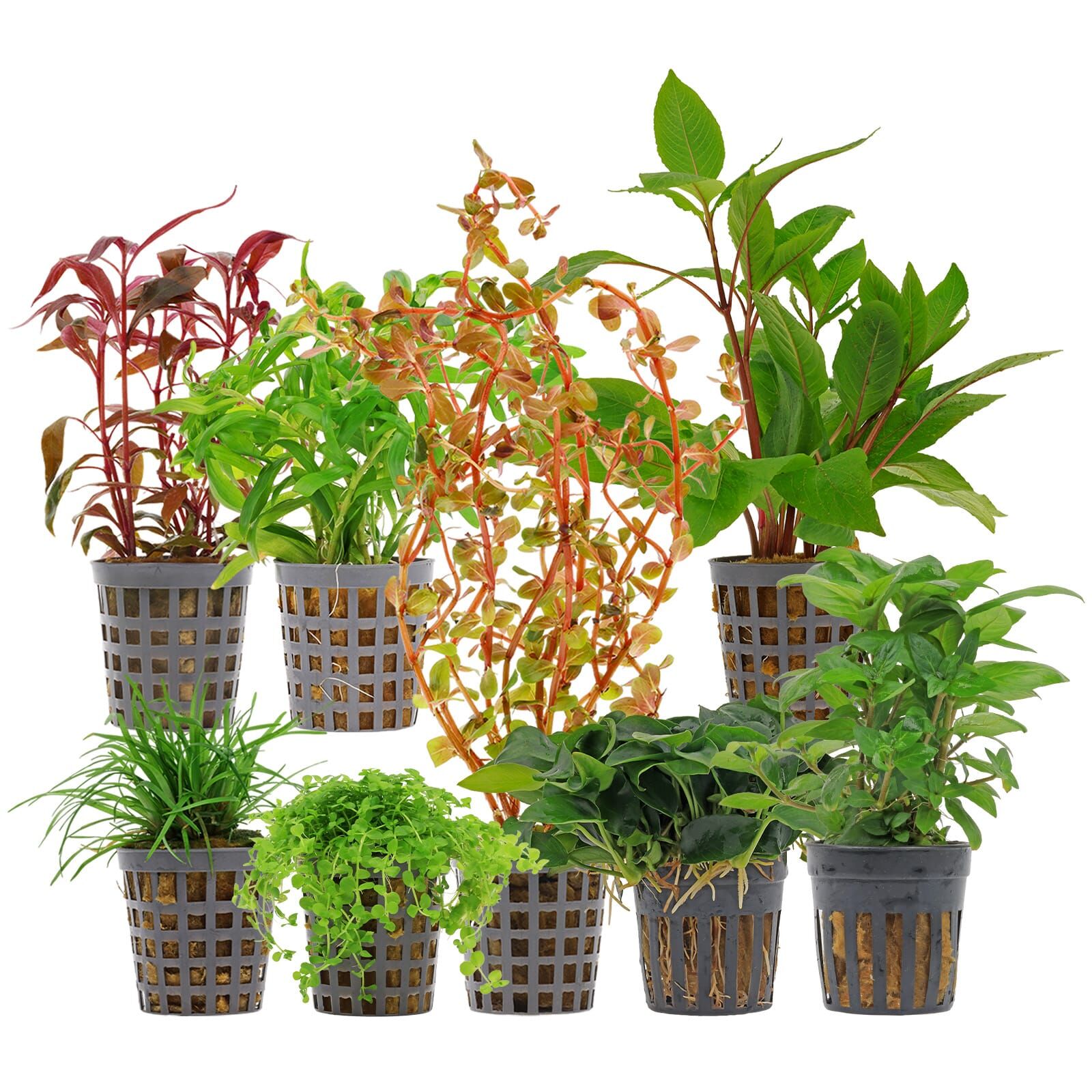 Aquarium Plant Set - 250 Liters - Colorful - Medium - No. 04