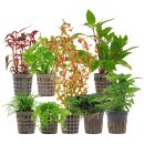 Aquarium Plant Set - 250 Liters - Colorful - Medium - No. 04