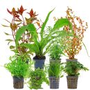 Aquarium Plant Set - 250 Liters - Colorful - Medium - No. 05
