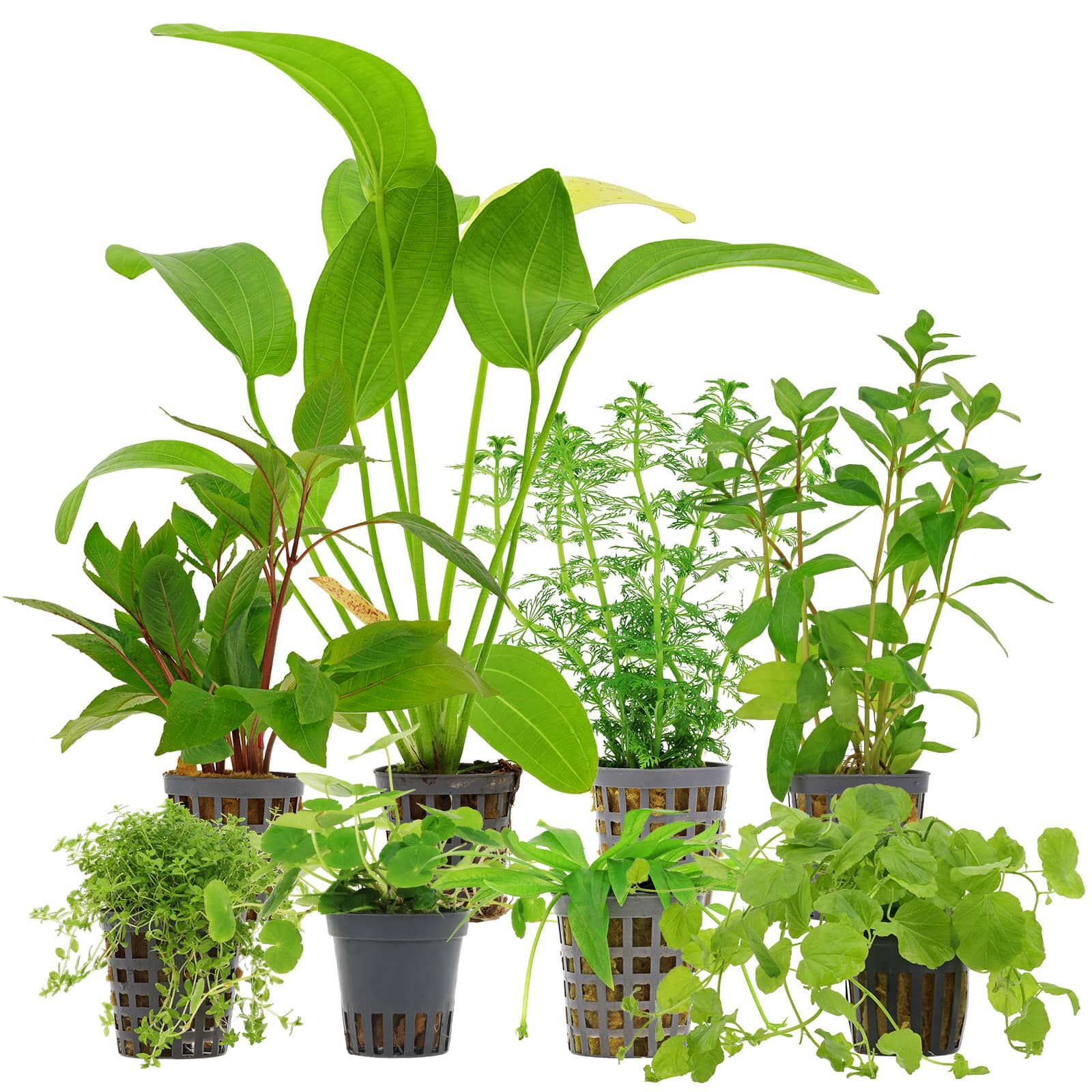 Aquarium Plant Set - 250 Liters - Algae Control - Green - No. 01