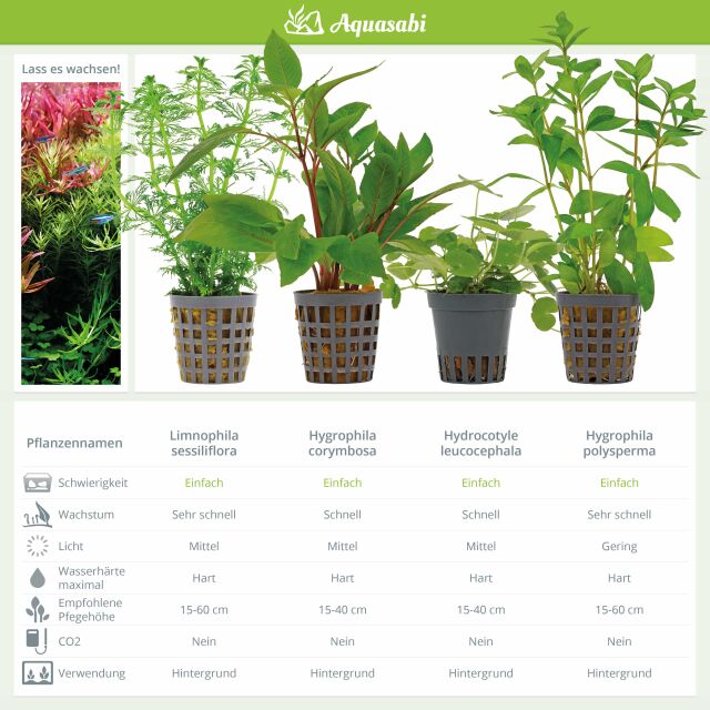 Aquarium Plant Set - 250 Liters - Algae Control - Green - No. 01