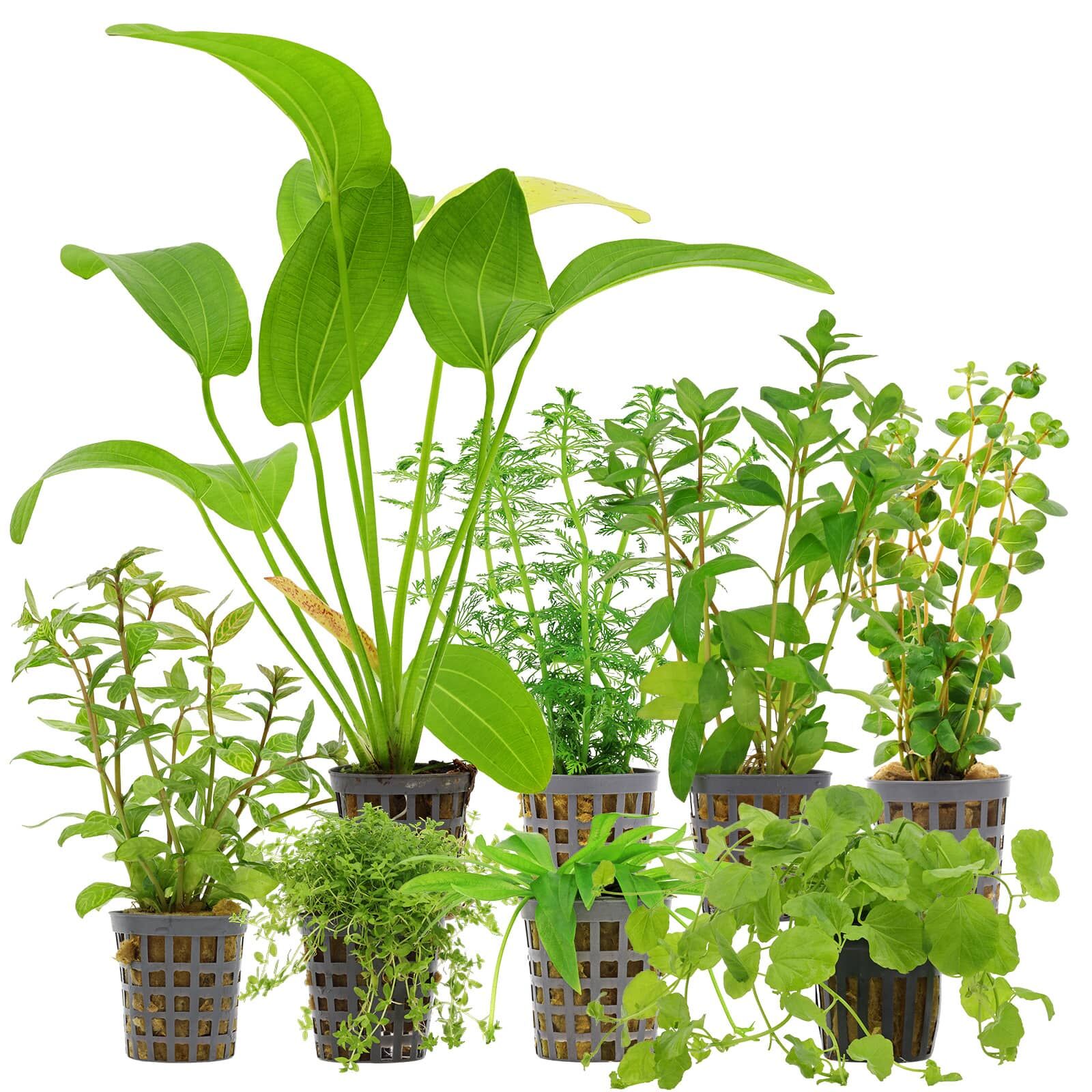 Aquarium Plant Set - 250 Liters - Algae Control - Green - No. 02