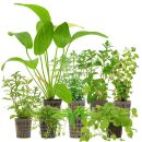 Aquarium Plant Set - 250 Liters - Algae Control - Green -...