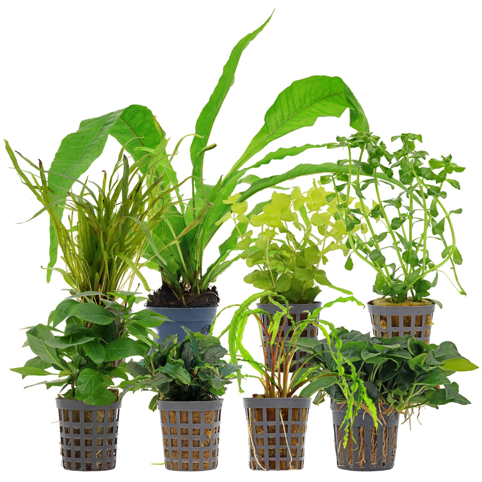 Aquarium Plant Set - 250 Liters - Low Maintenance - Green - No. 02