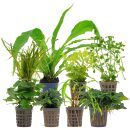 Aquarienpflanzen Set - 250 Liter - Wenig Pflegeaufwand -...
