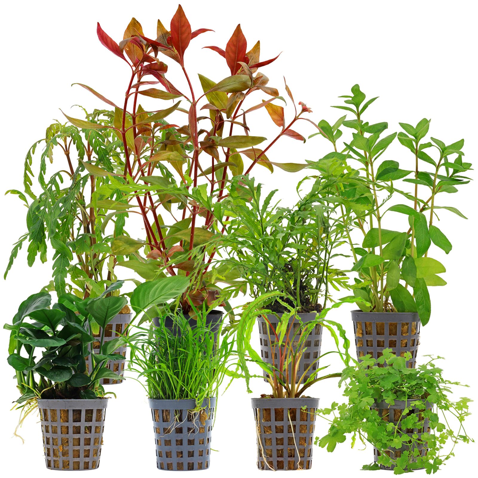 Aquarium Plant Set - 250 Liters - Green - Medium - No. 03