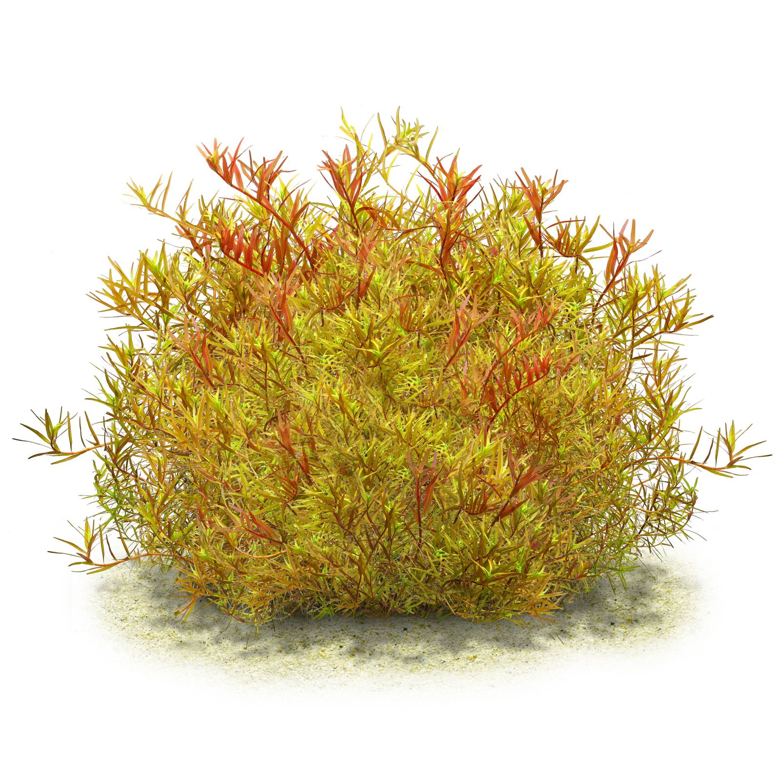 Rotala rotundifolia "Colorata"