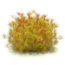 Rotala rotundifolia "Colorata"
