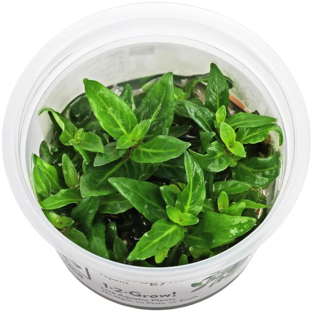 Staurogyne repens - 1-2-GROW!