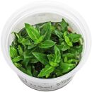 Staurogyne repens - 1-2-GROW!
