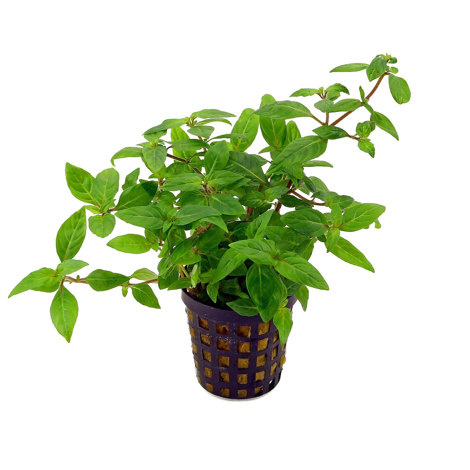 Staurogyne sp. "Porto Velho"