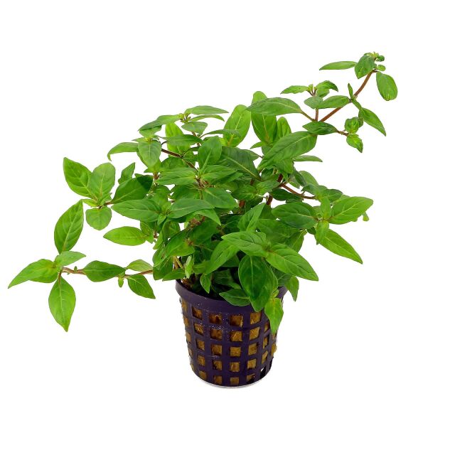 Staurogyne sp. "Porto Velho"