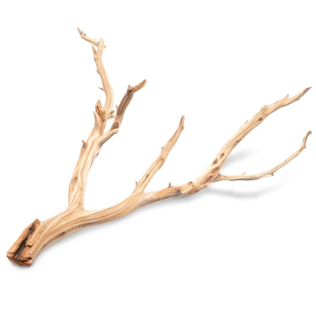 UNS - Ghost Wood