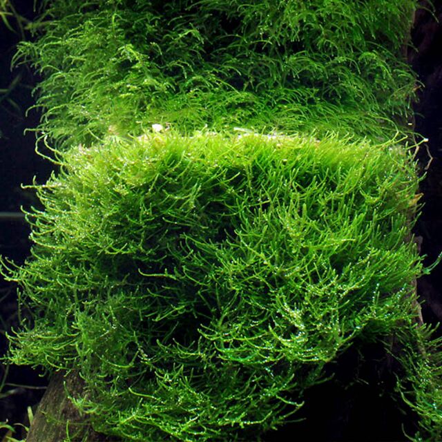 Taxiphyllum barbieri "Javamoos"