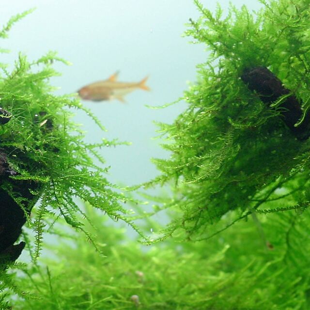 Taxiphyllum barbieri "Javamoos"