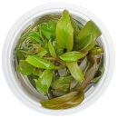 Lysimachia parvifolia - 1-2-GROW!