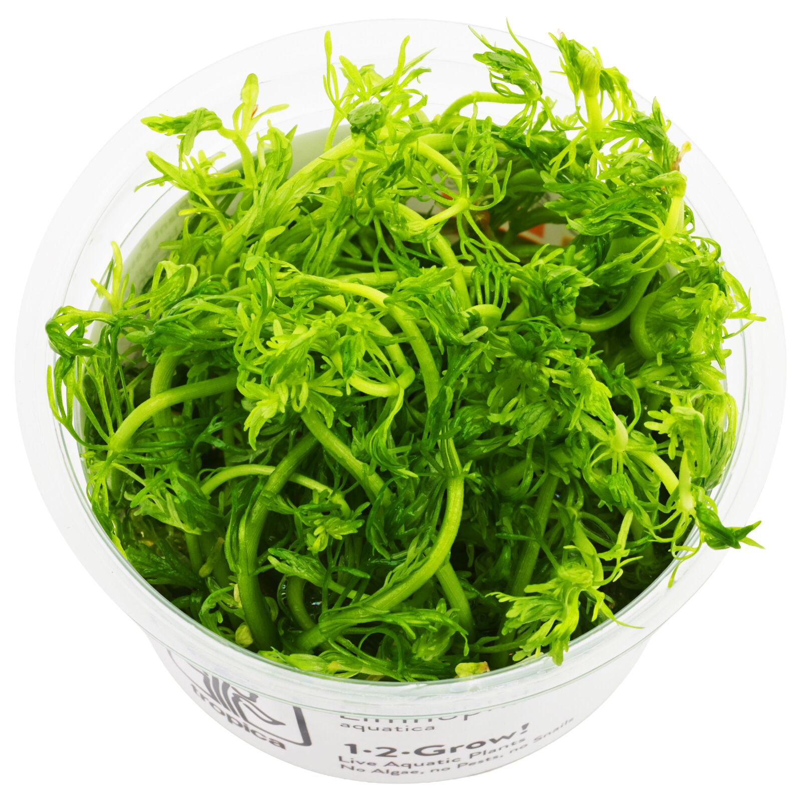 Limnophila aquatica