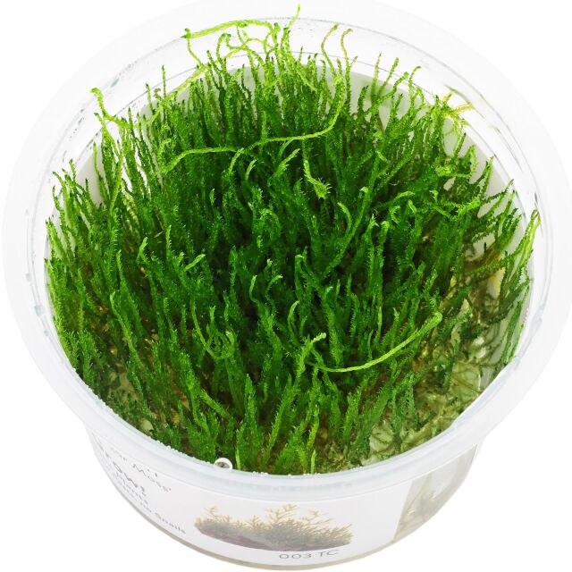 Taxiphyllum barbieri "Java moss"