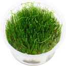 Taxiphyllum barbieri "Java moss" - 1-2-GROW!