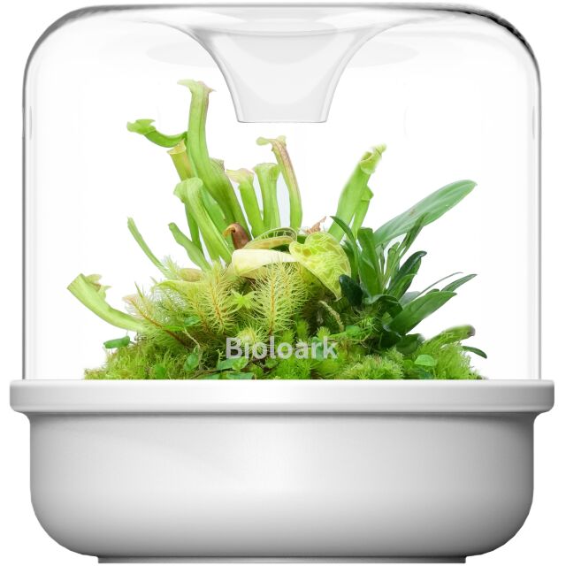 Bioloark - Luji Cup - MY 150 K