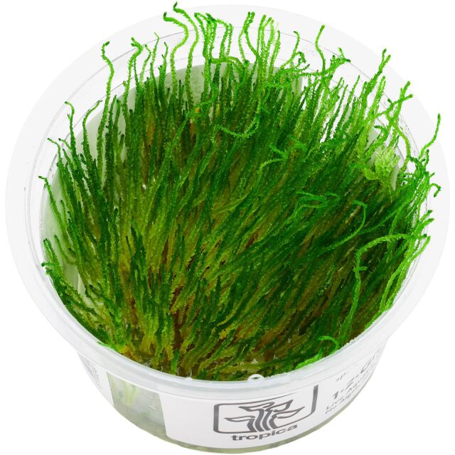Taxiphyllum sp. "Flame Moss"