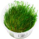 Taxiphyllum sp. "Flame Moss" - 1-2-GROW!